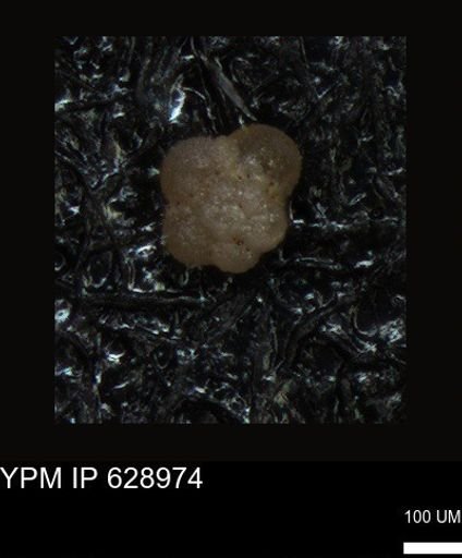 undet. Foraminiferida