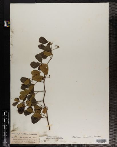 Plantae