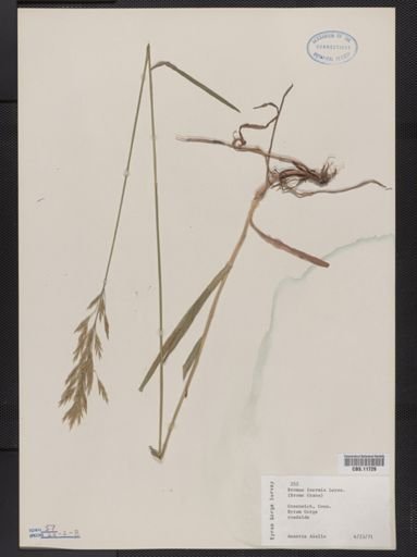 Bromus inermis