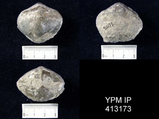 Spinocyrtia?