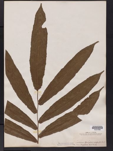 Dryopteris