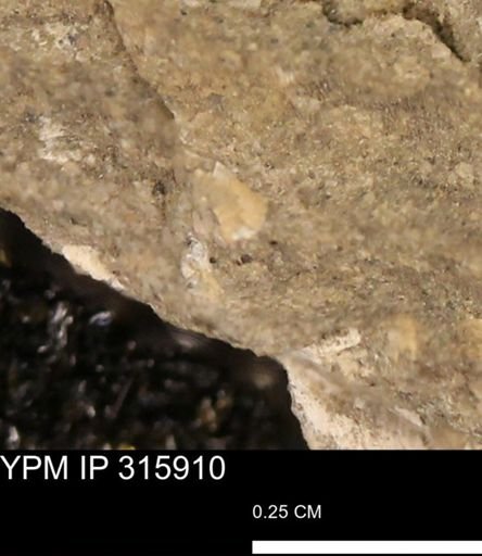 undet. Mollusca