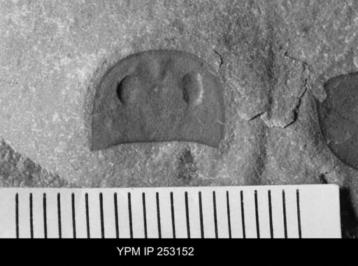 undet. Eurypterida