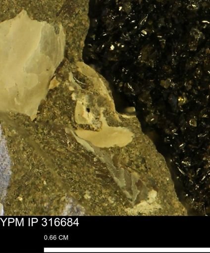 undet. Mollusca