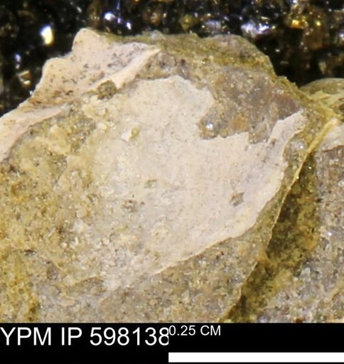 Limopsis striatopunctatus
