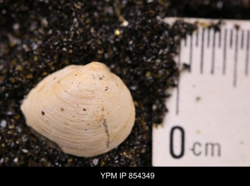 Limopsis striatopunctatus