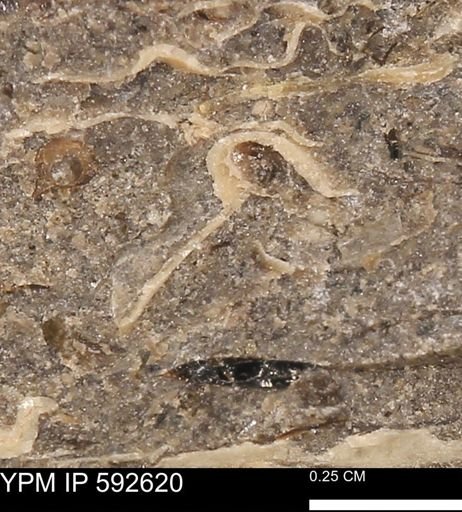 undet. Mollusca