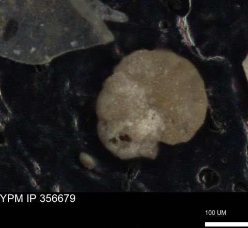 undet. Foraminiferida