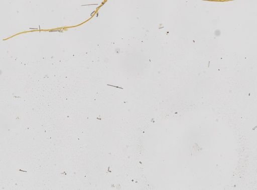 Ircinia sp.