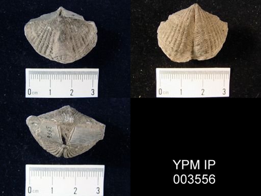 Tylothyris laminosa
