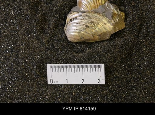Inoceramus sp.