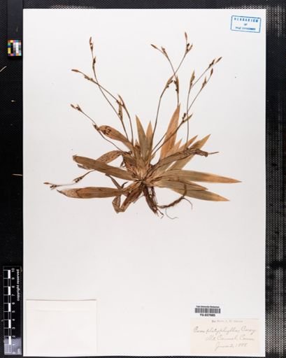 Carex platyphylla