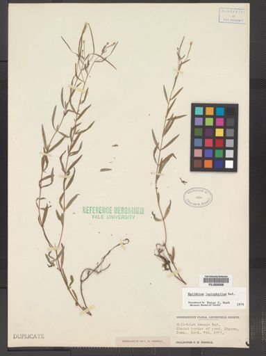 Epilobium leptophyllum