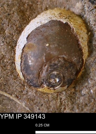 Euspira sp.