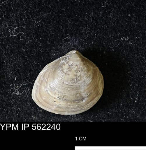 Limopsis striatopunctatus