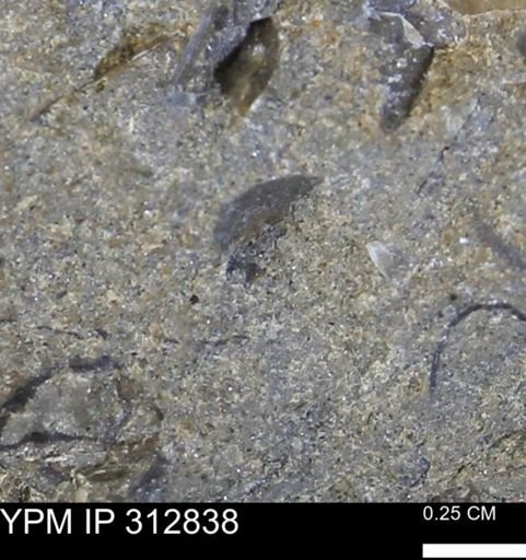undet. Bivalvia