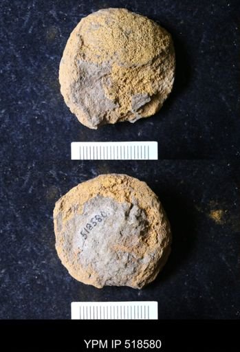 undet. Echinodermata