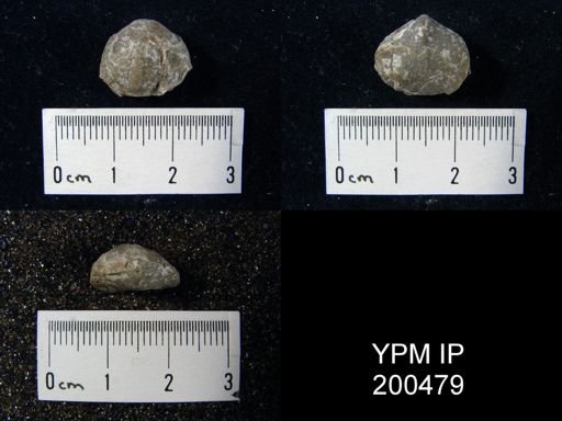 Composita trinuclea