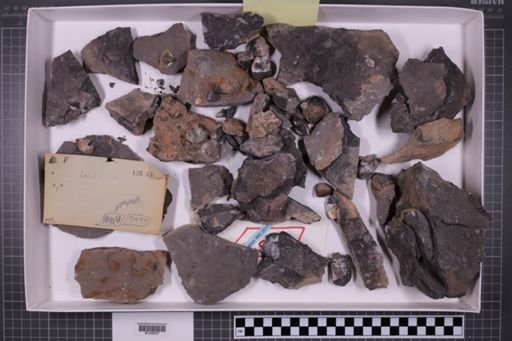 mixed taxa, stratigraphic collection