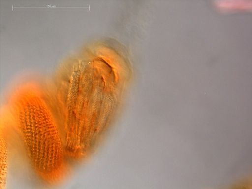 Agalma elegans