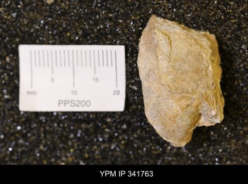 Inoceramus?