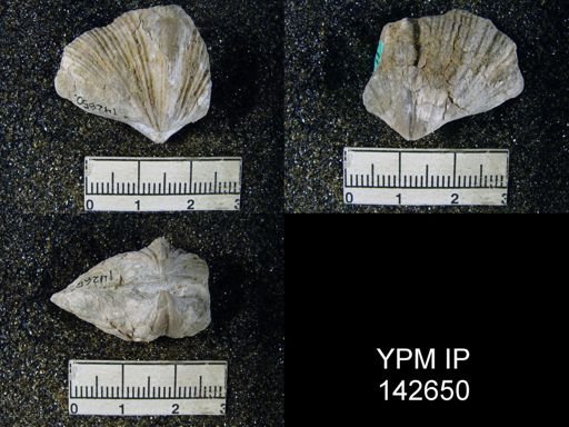 Spirifer musakheylensis