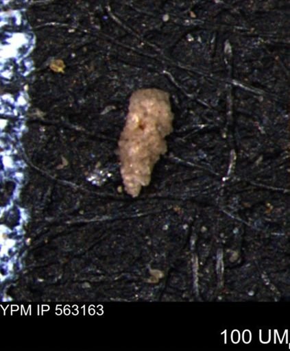Verneuilina canadensis