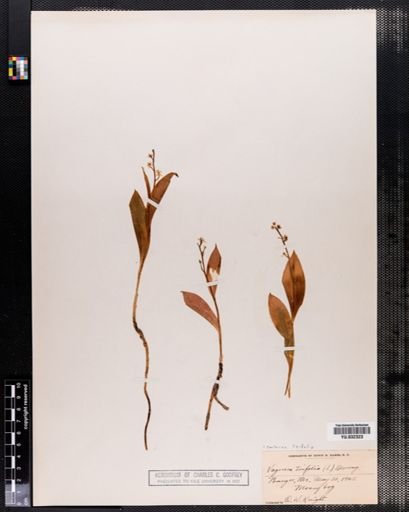Maianthemum