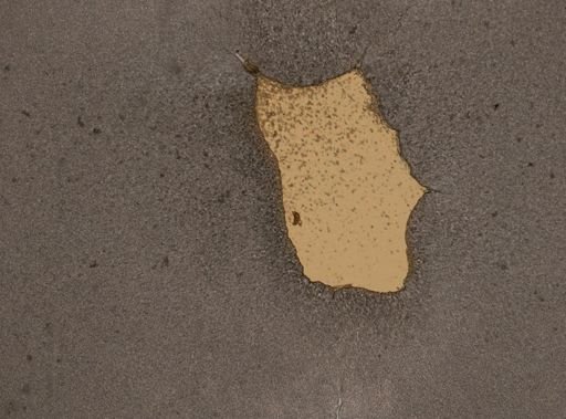 Trichocerca weberi