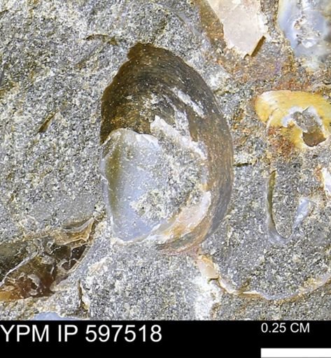 undet. Bivalvia