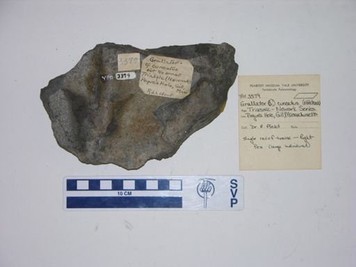 Grallator cuneatus