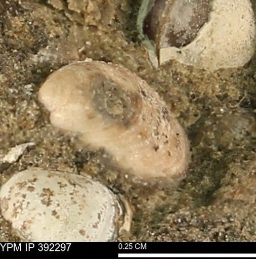 Protocardia subquadrata