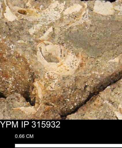 undet. Mollusca
