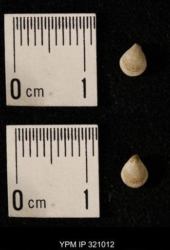 Dielasma elongatum