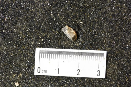 undet. Mollusca