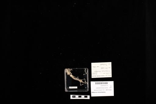 Teratoscincus microlepis