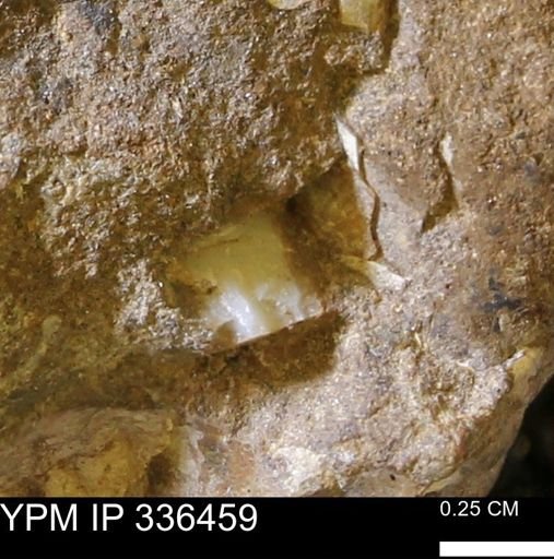 undet. Mollusca