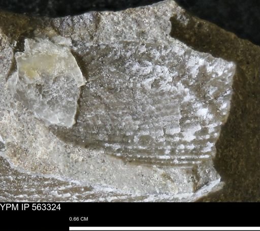 Oxytoma (Hypoxytoma)