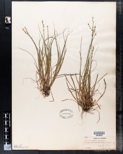 Carex seorsa