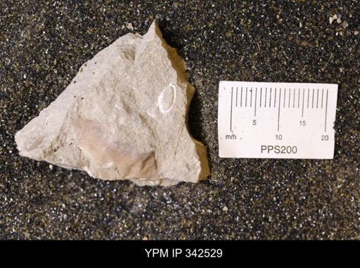 undet. Bivalvia