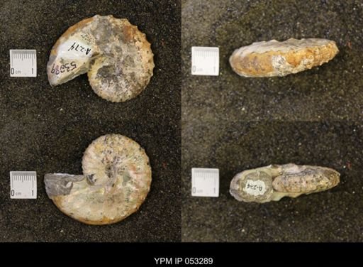 Discoscaphites conradi