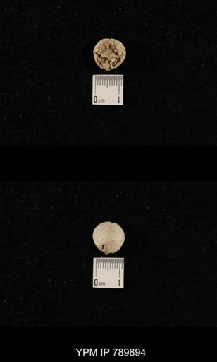 undet. Brachiopoda