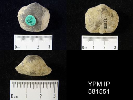 Schizophoria impressa