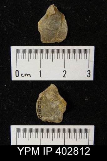 Eumetria verneuiliana