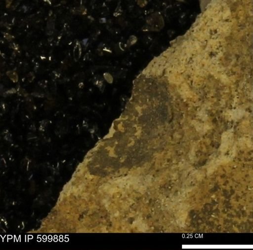 Protocardia subquadrata