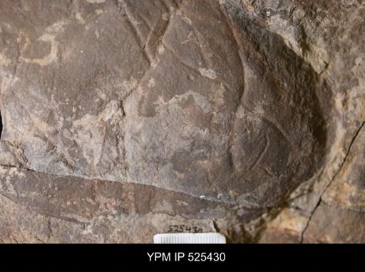 Hurdiidae?