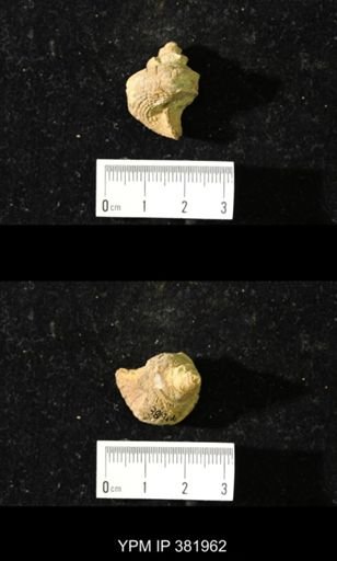 Worthenia tabulata