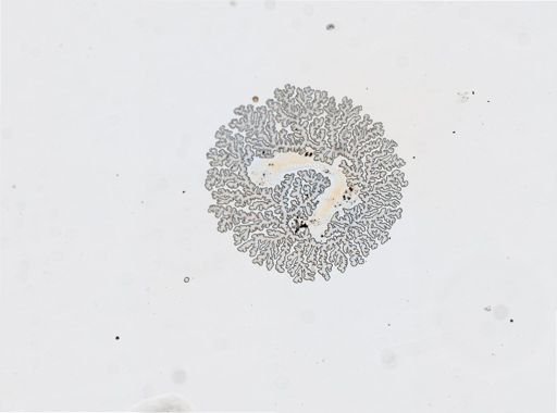 Tenellia fuscata