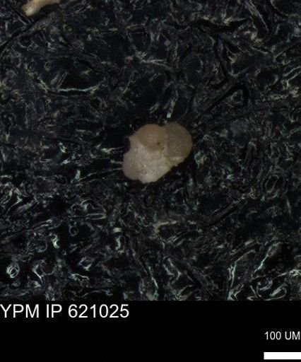 undet. Foraminiferida