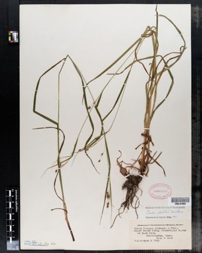 Carex debilis